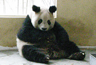 パンダ
